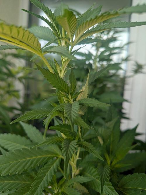 Khalifa Kush | outdoor 2026. Week 22