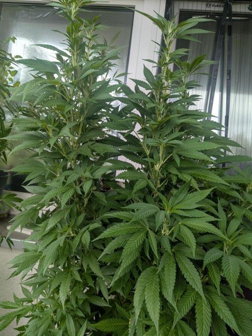 Khalifa Kush | outdoor 2026. Week 22
