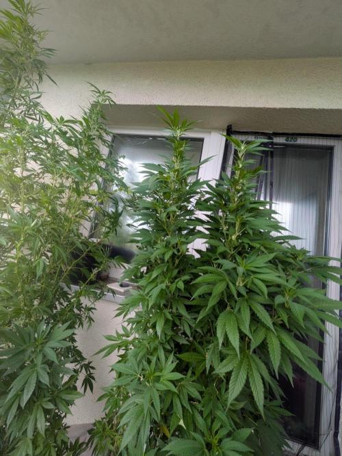 Khalifa Kush feminized. Week 22