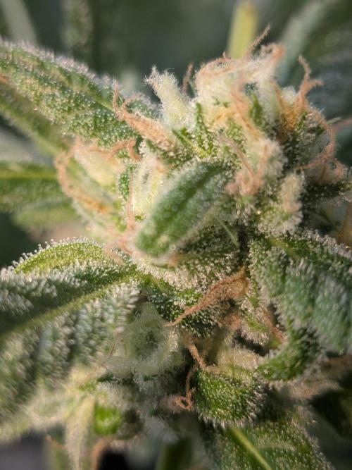 Strawberry Banana 🍌 Sun-Smash. Week 15