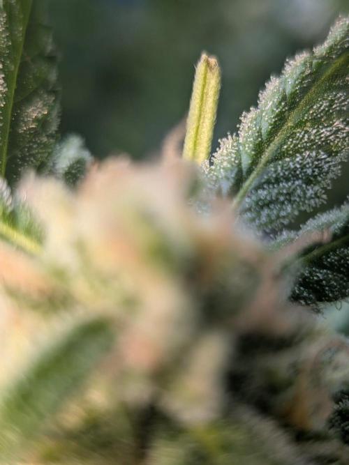 Strawberry Banana 🍌 Sun-Smash. Week 15
