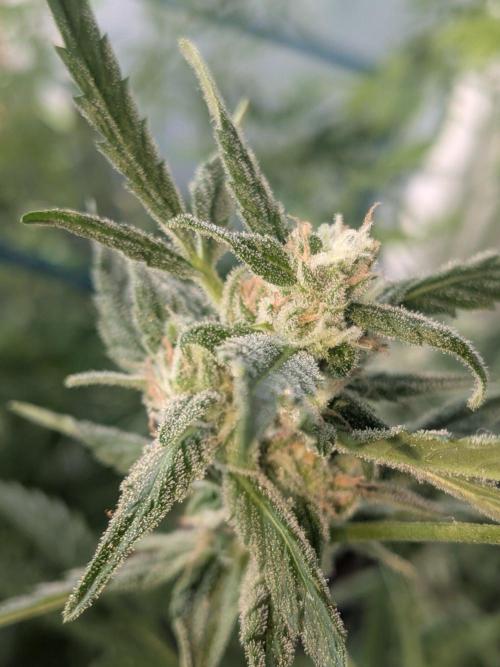 Strawberry Banana 🍌 Sun-Smash. Week 15