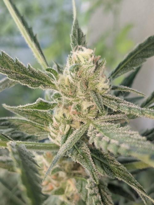 Strawberry Banana 🍌 Sun-Smash. Week 15