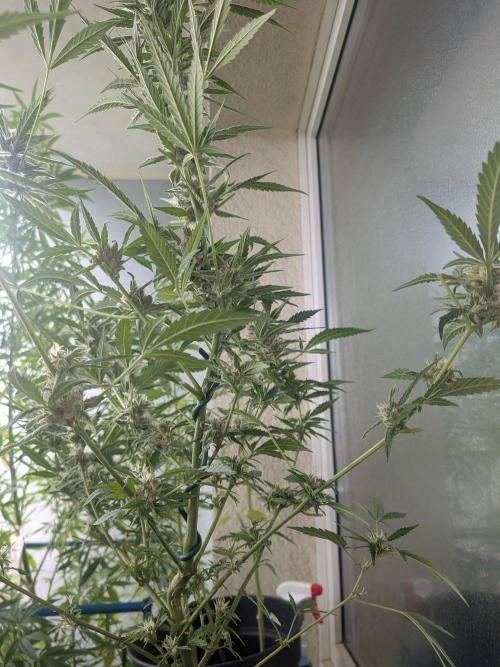 Strawberry Banana 🍌 Sun-Smash. Week 15