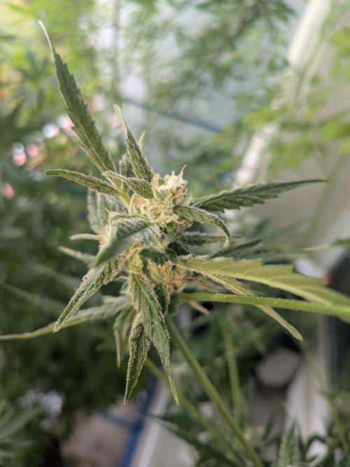 Strawberry Banana 🍌 Sun-Smash. Week 15