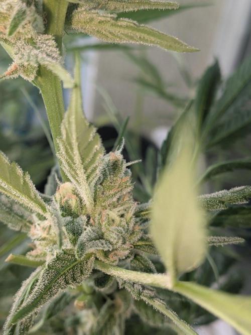Strawberry Banana 🍌 Sun-Smash. Week 15
