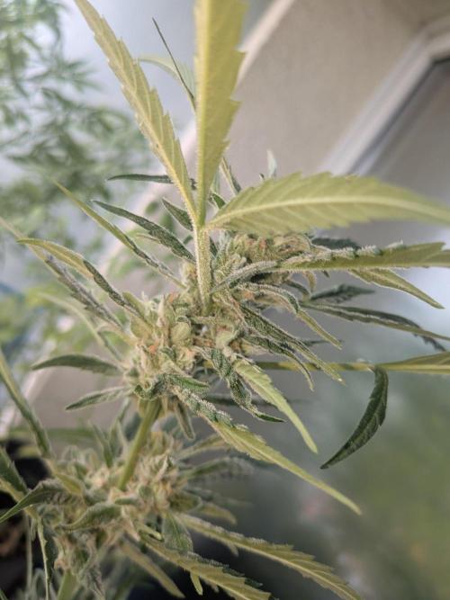 Strawberry Banana 🍌 Sun-Smash. Week 15