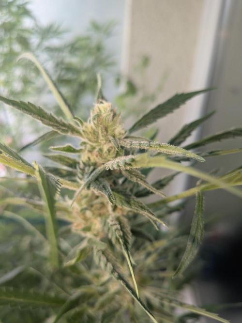Strawberry Banana 🍌 Sun-Smash. Week 15