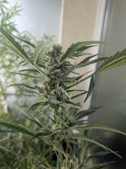 Strawberry Banana 🍌 Sun-Smash. Week 15
