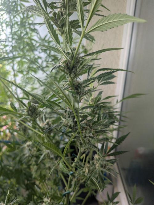 Strawberry Banana 🍌 Sun-Smash. Week 15