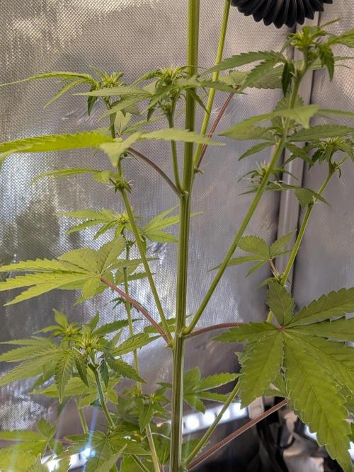 Dark Lemonade 🍋 Auto. Week 6