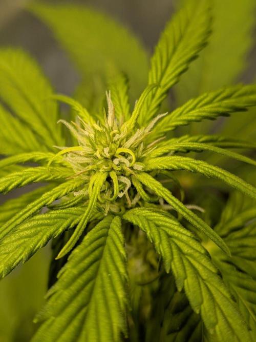 Dark Lemonade 🍋 Auto. Week 6
