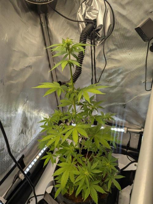 Dark Lemonade 🍋 Auto. Week 6