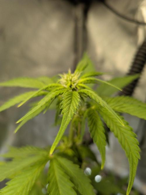 Dark Lemonade 🍋 Auto. Week 6