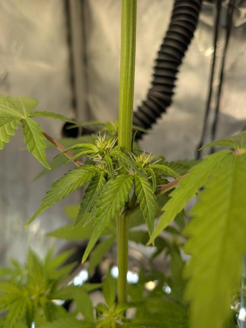Dark Lemonade 🍋 Auto. Week 6