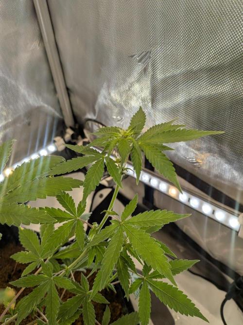 Dark Lemonade 🍋 Auto. Week 6