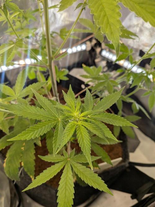 Dark Lemonade 🍋 Auto. Week 6