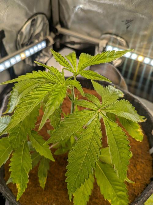 Pink Guava F1. Week 6