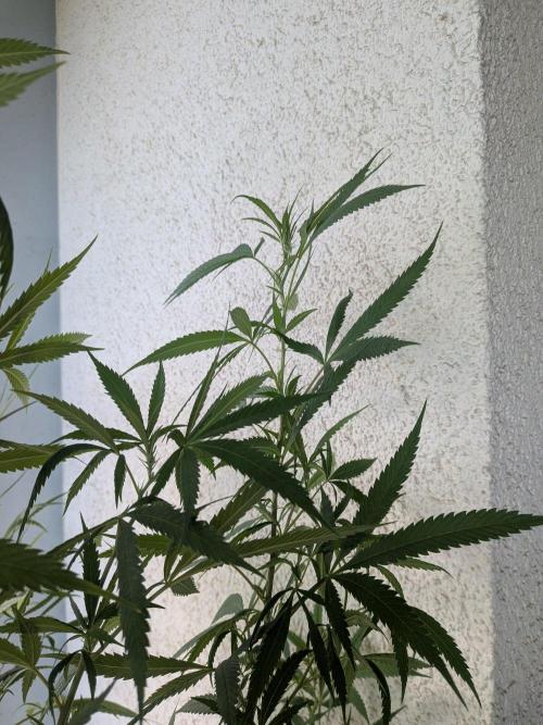 RS11(C) | GanjaFarmer. Week 22