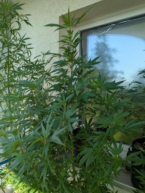 RS11(B) | GanjaFarmer. Week 22