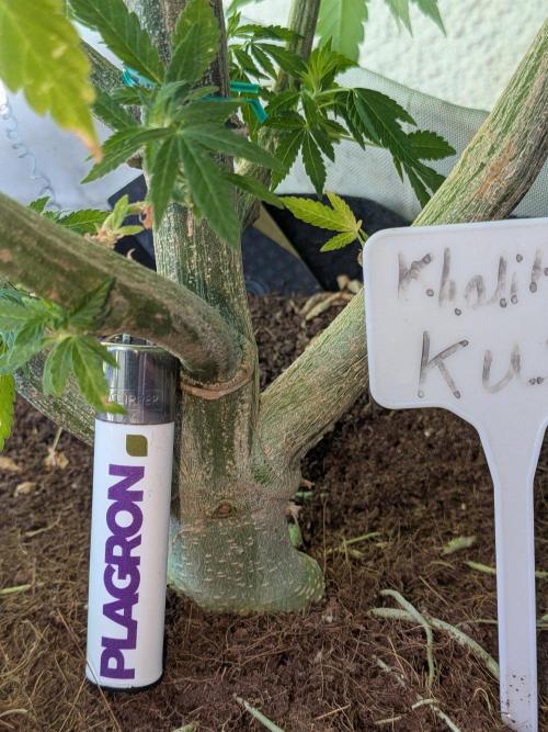 Khalifa Kush | outdoor 2026. Week 23