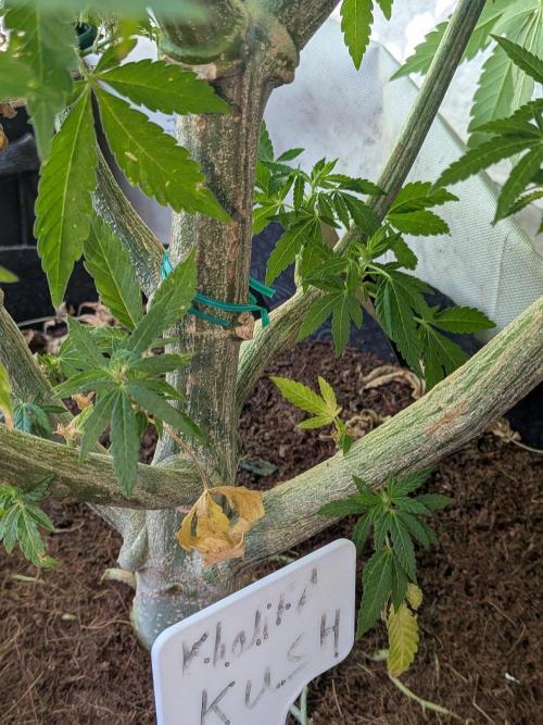 Khalifa Kush | outdoor 2026. Week 23