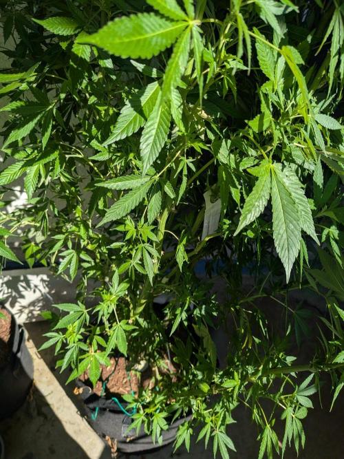 Khalifa Kush | outdoor 2026. Week 23