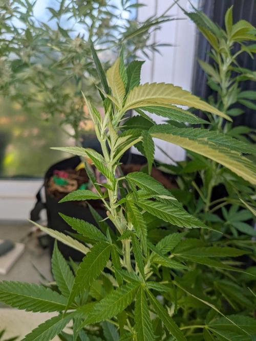 Khalifa Kush | outdoor 2026. Week 23
