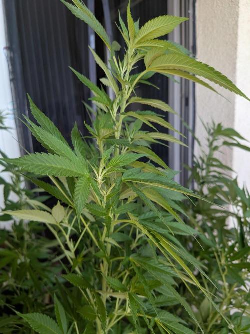 Khalifa Kush | outdoor 2026. Week 23