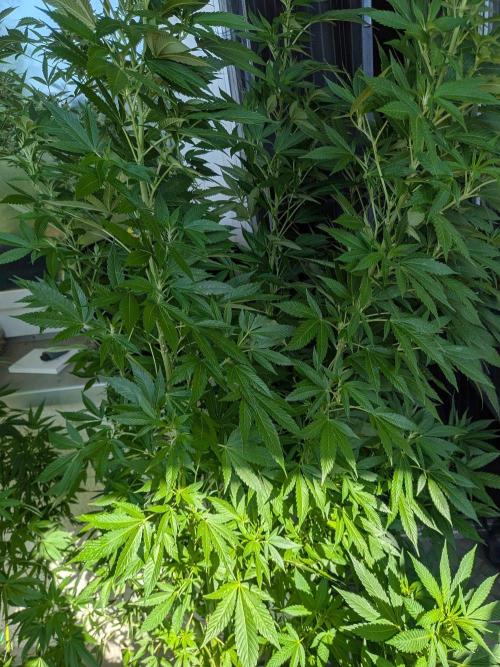 Khalifa Kush | outdoor 2026. Week 23