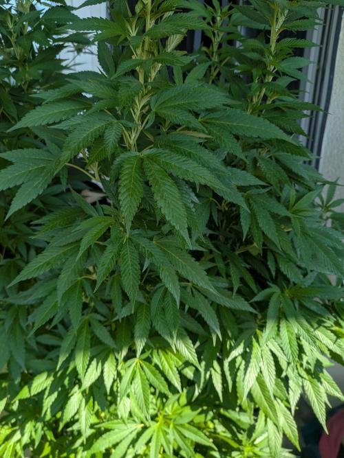 Khalifa Kush | outdoor 2026. Week 23