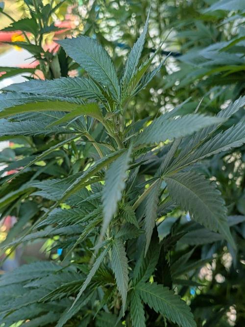 Khalifa Kush | outdoor 2026. Week 23