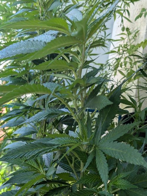 Khalifa Kush | outdoor 2026. Week 23