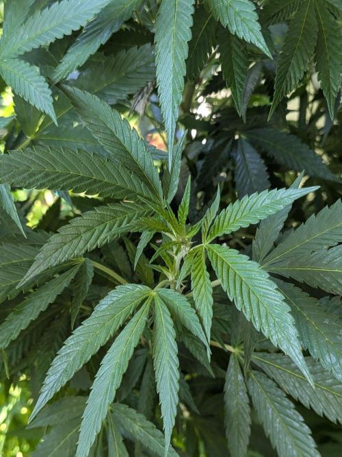 Khalifa Kush | outdoor 2026. Week 23
