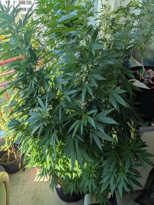 Khalifa Kush feminized. Week 23