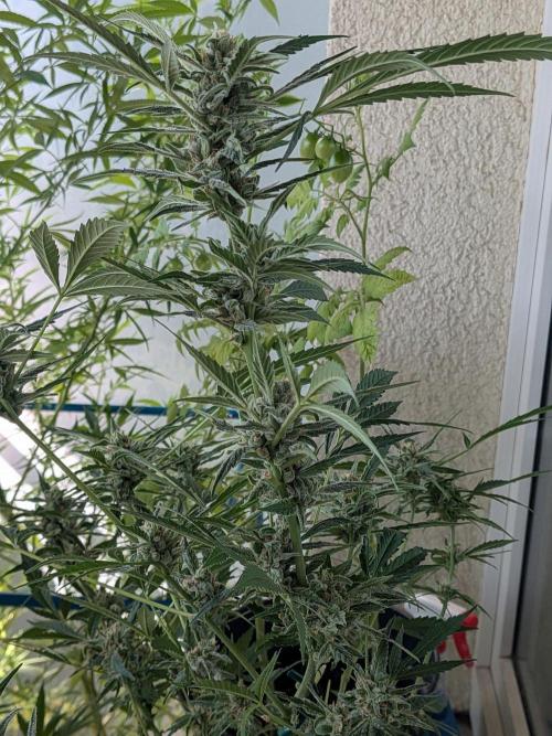 Strawberry Banana 🍌 Sun-Smash. Week 16