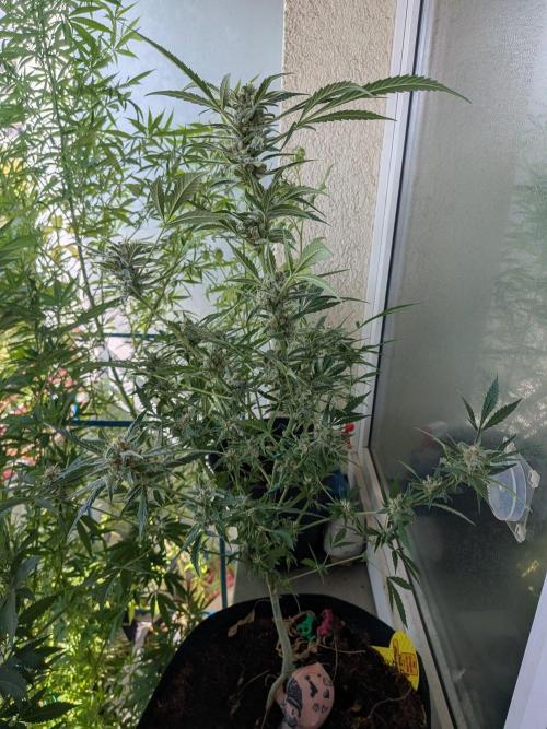 Strawberry Banana 🍌 Sun-Smash. Week 16