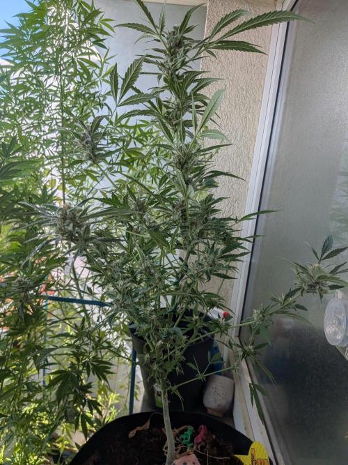 Strawberry Banana 🍌 Sun-Smash. Week 16