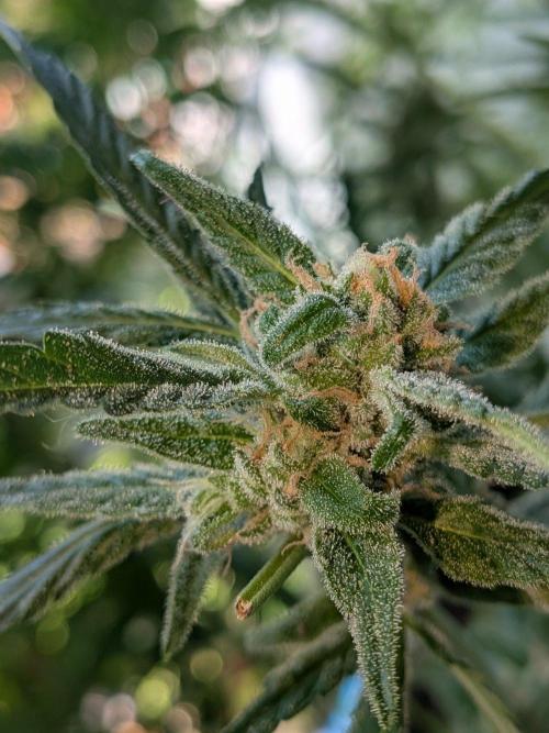 Strawberry Banana 🍌 Sun-Smash. Week 16
