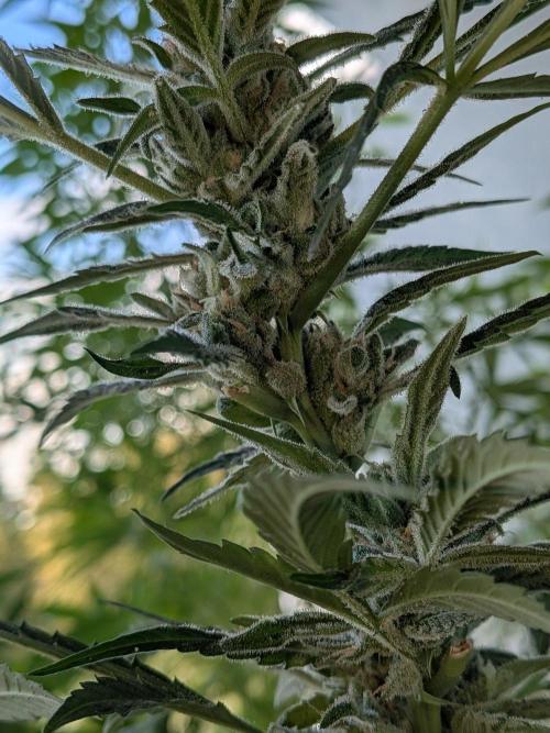 Strawberry Banana 🍌 Sun-Smash. Week 16