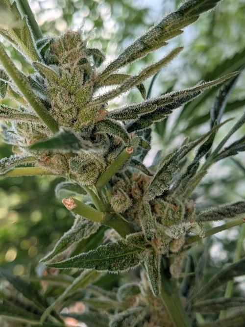 Strawberry Banana 🍌 Sun-Smash. Week 16