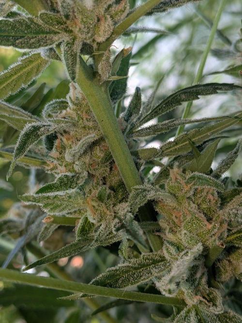 Strawberry Banana 🍌 Sun-Smash. Week 16