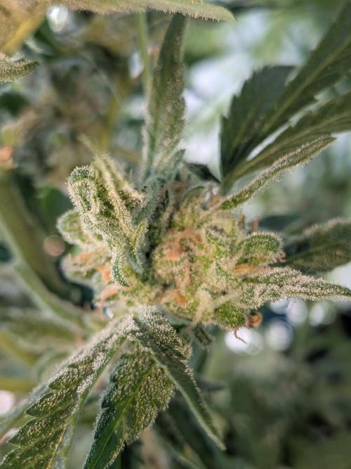Strawberry Banana 🍌 Sun-Smash. Week 16