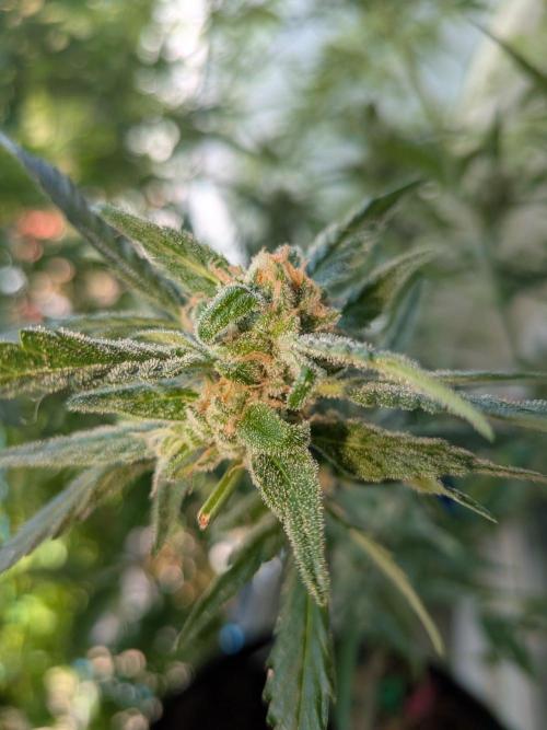 Strawberry Banana 🍌 Sun-Smash. Week 16
