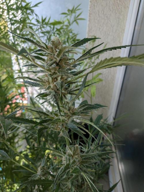 Strawberry Banana 🍌 Sun-Smash. Week 16
