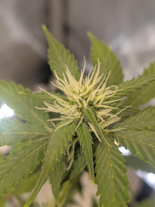 Dark Lemonade 🍋 Auto. Week 7
