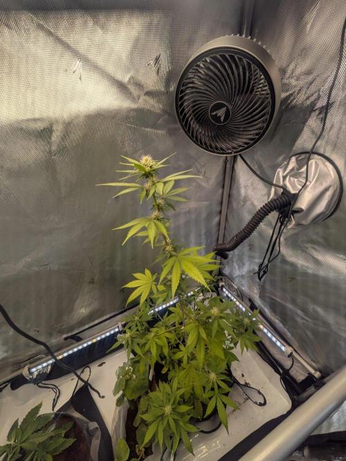 Dark Lemonade 🍋 Auto. Week 7