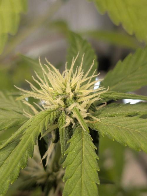 Dark Lemonade 🍋 Auto. Week 7