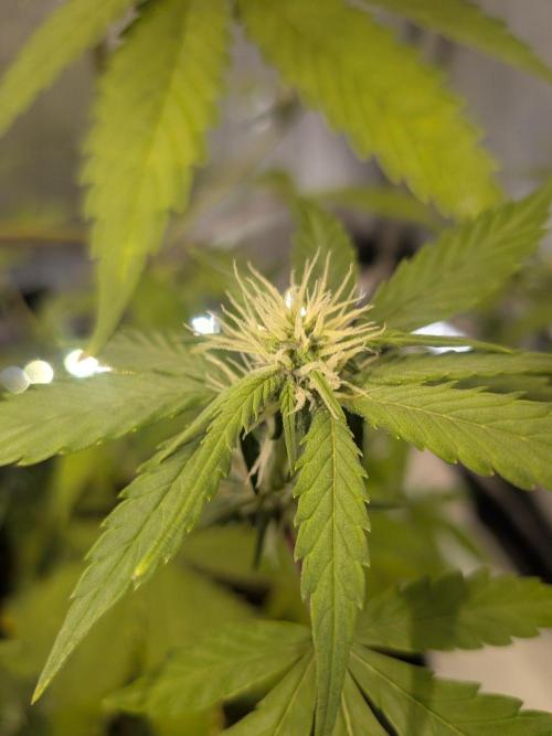 Dark Lemonade 🍋 Auto. Week 7