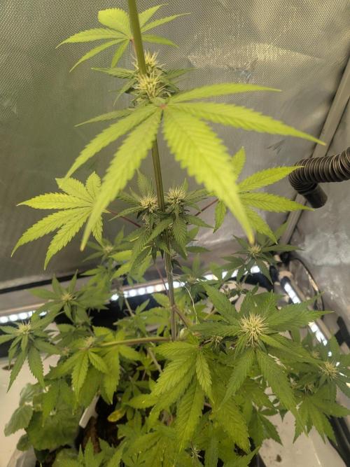 Dark Lemonade 🍋 Auto. Week 7